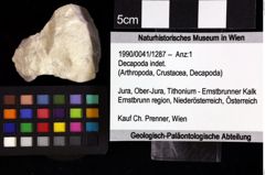 Foto (Objket + Etiketten) von Decapoda indet. 